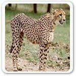 cheetah subspecies