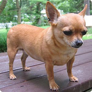 Smallest+dog+breeds+list