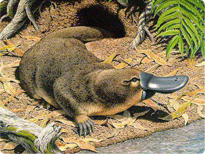 are platypus mammals