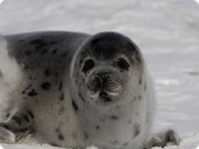 Ring Seals Animals