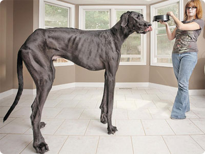 largest dog in world. Largest Dog In The World;