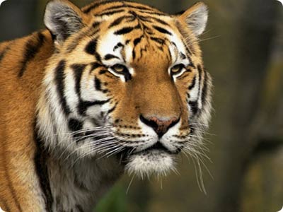 Sumatran+tiger+eating+habits