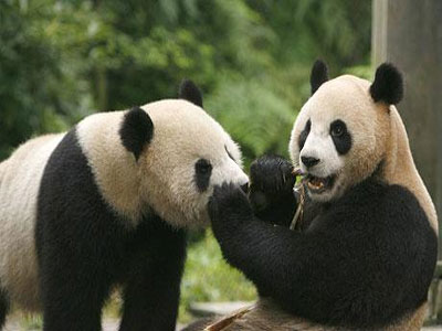 Giant Panda Extinction